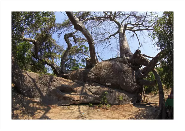 Tanzania. Zanzibar, Kwale Island, fallen baobab tree (Adansonia Digitata)
