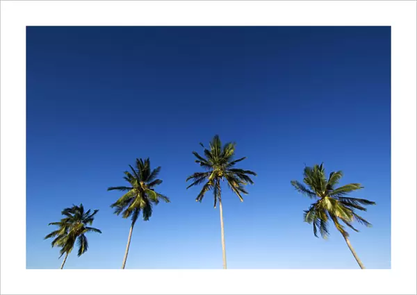 Four palm trees in blue sky, Mafia island, Tanzania