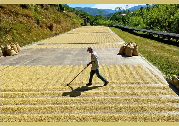 Costa Rica, San Marcos de Tarrazu, Coffee Farm, Sun Drying Coffee Beans, Natural Process
