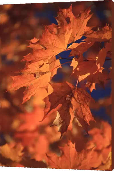 USA, New England, Maine, Acadia National Park, Fall Foliage