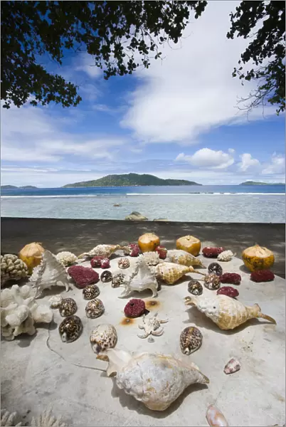 Seychelles, La Digue Island, Anse Gaulettes, seashell display