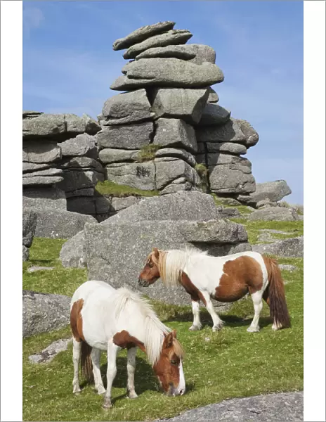 England, Devon, Dartmoor, Ponies at Great Staple Tor