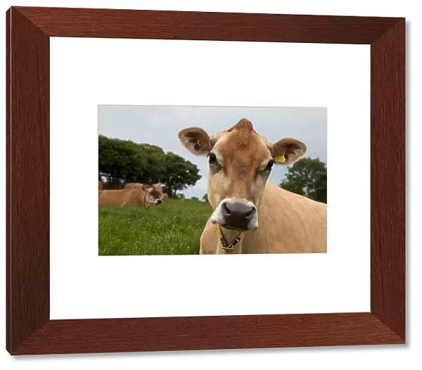 Jersey Cow, Jersey, St. Helier, Channel Islands, UK