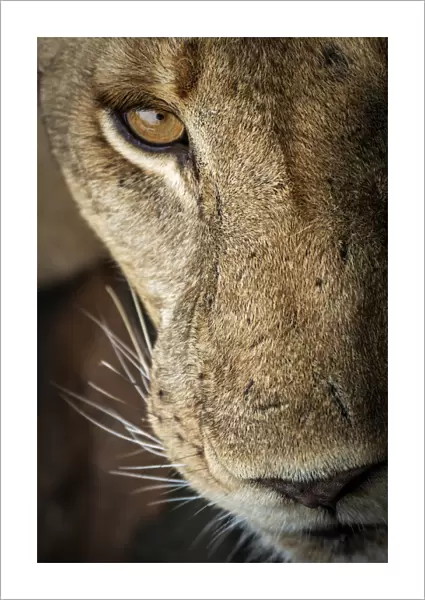 Africa, Tanzania, Selous National Park. A nice portrait of a lioness. National Park