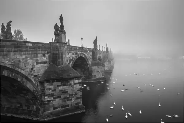 Swans swimming on Vltava River by Charles Bridge during foggy morning, Prague, Bohemia