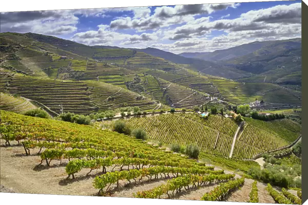 Terraced vineyards at Ervedosa do Douro. Alto Douro, a Unesco World heritage site