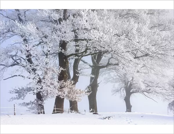 Oak trees with hoar frost, Toelzer Land, Upper Bavaria, Bavaria, Germany