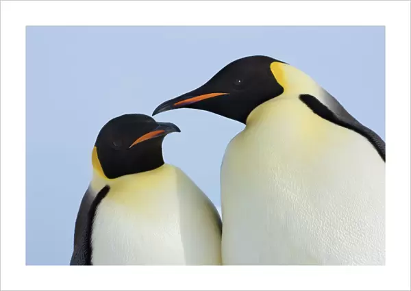 Emperor penguin couple - Antarctica, Antarctic Peninsula, Snowhill Island