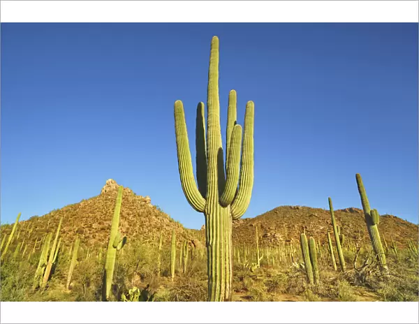 Saguaro - USA, Arizona, Pima, Tucson, Saguaro National Park, Saguaro West, Bajada Loop