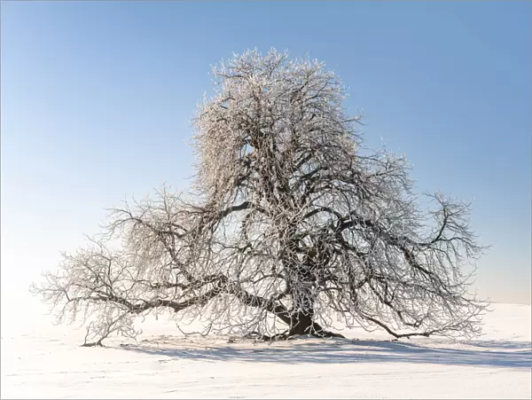 Snow-covered solitary horse chestnut on field, blue sky, Vogtland, Saxony, Germany