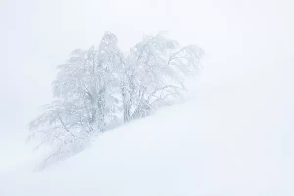 Frozen trees in the middle of a blizzard. Tuscany Appenines, Italy