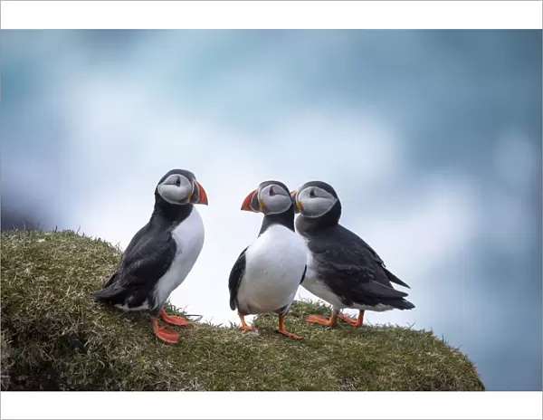 A group of three Atlantic Puffinss standing on the grass in the island of Mykines. Faroe Islands