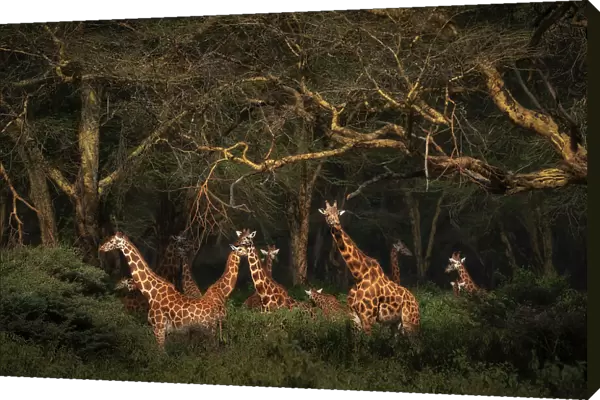 Rothschild's giraffes (Giraffa camelopardalis rothschildi), in the forest of Lake Nakuru National Park, Kenya