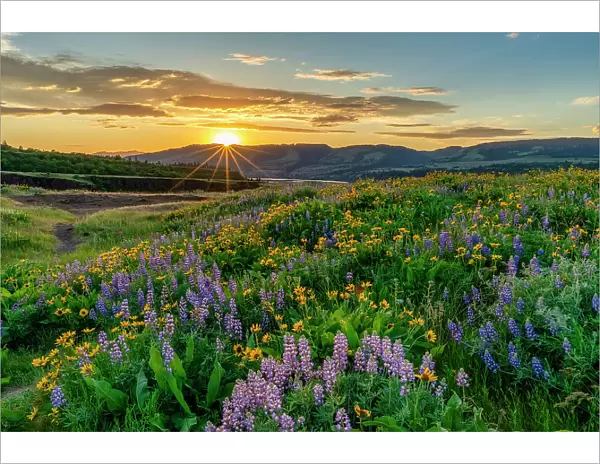 Wildflowers at Sunset, Tom McCall Preserve, Columbia Gorge, Oregon, USA