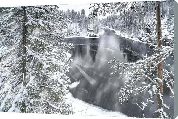 Snow storm over a forest and frozen river in winter, Myllykoski, Oulanka National Park, Kuusamo, Lapland, Finland