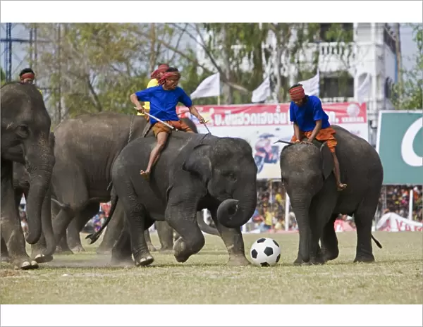 Thailand, Surin, Surin. Elephant football during the annual Surin Elephant Roundup Festival