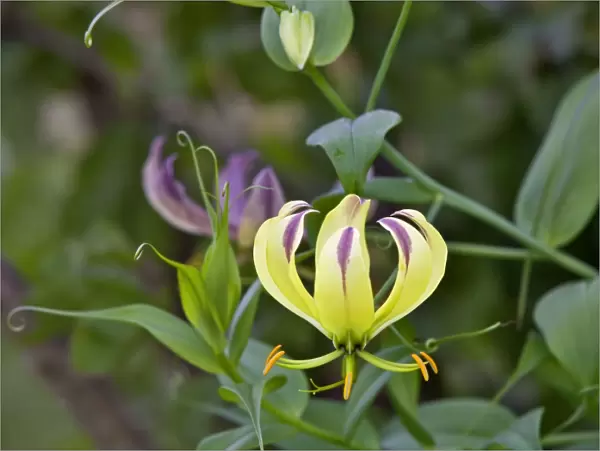 A beautiful yellow variant of the red Flame Lily (Gloriosa superba) can be found at lower altitudes especially in Tsavo West National Park