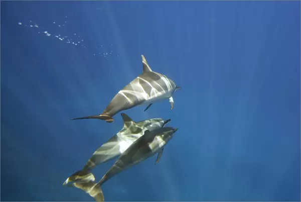 Hawaiian spinner dolphin pod (Stenella longirostris) underwater in the AuAu Channel off the coast of Maui, Hawaii, USA. Pacific Ocean