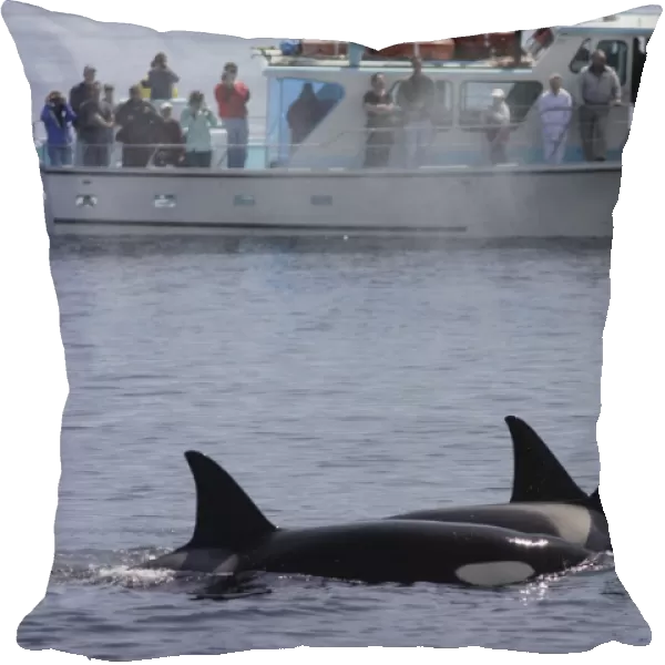 Killer whales, Orcinus orca, moving in parallel to whale watching boat with people observing pod Monterey, California, USA (RR)