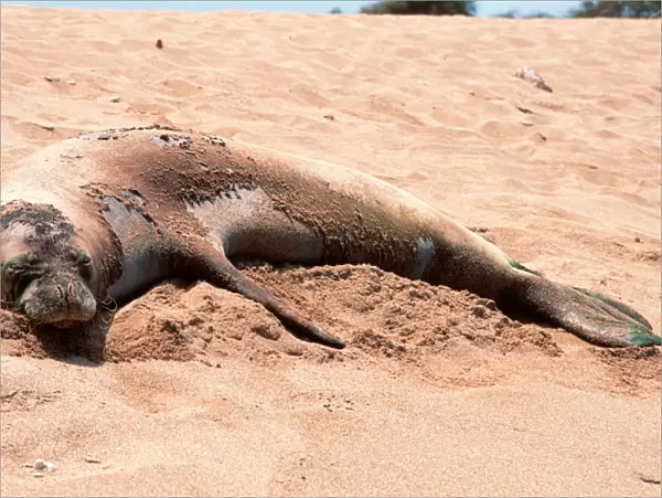 Hawaiian monk seal, (Monachus schauinslandi), Poipu Beach, Kauai, Hawaii (N. Pacific)