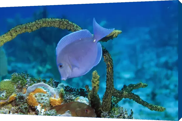 Blue Tang (Paracanthurus sp) feeding on coral reef, Cayman Islands, Caribbean