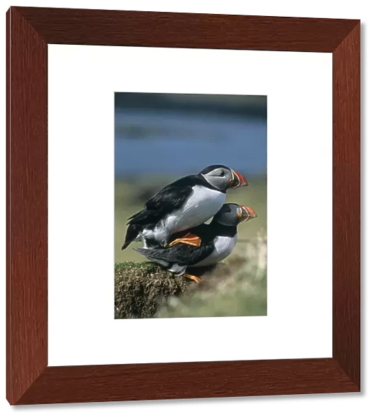 Horned puffin (Fratercula arctica). Mating behaviour by nesting burrow. Hebrides, Scotland (RR)