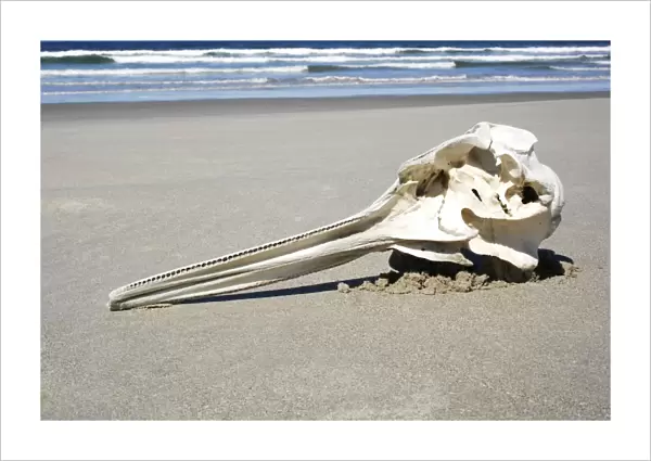Long-beaked Common Dolphin (Delphinus capensis) skull found on the beach at Isla Magdalena, Baja, California Sur. Pacific Ocean. Possible by-catch in purse-seiner?