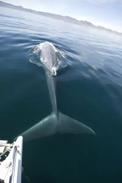Blue whale (Balaenoptera musculus) Gulf of California. The tail of a diving blue whale at the bow of a boat