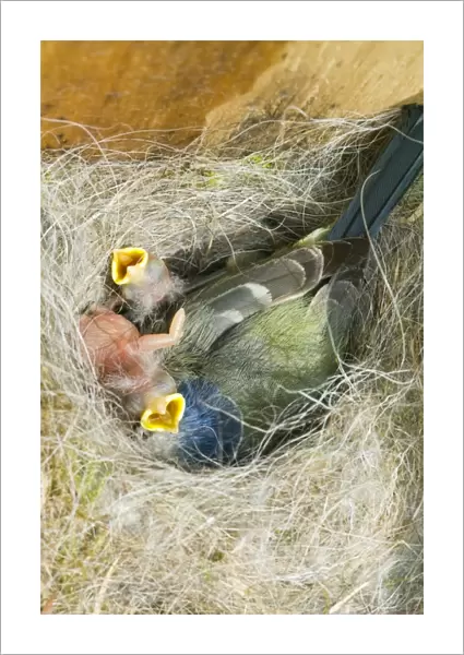 Newly hatched Blue Tit chicks and adult in a nestbox