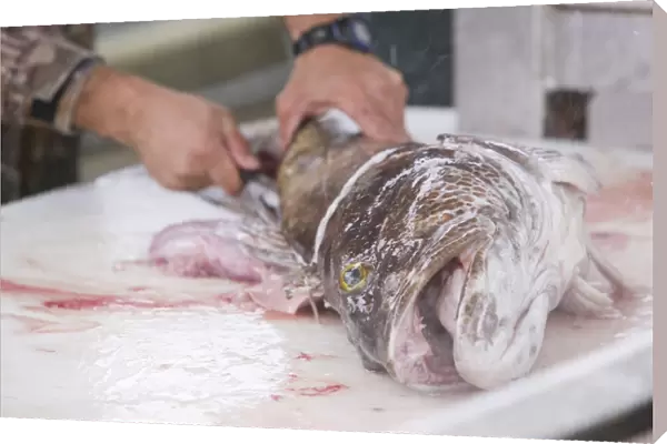Filleting a Ling Cod in Seward Alaska