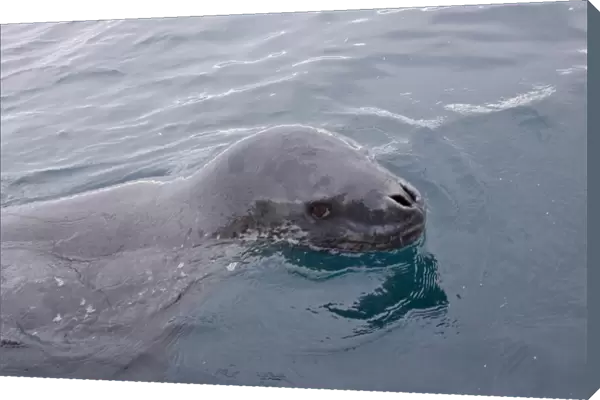 The Leopard seal (Hydrurga leptonyx) is the second largest species of seal in the Antarctic (after the Southern Elephant Seal), and is near the top of the Antarctic food chain. It can live twenty-six years, possibly more. Orcas are the only natural