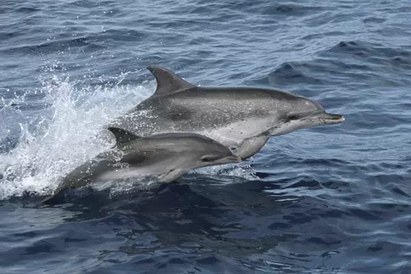 Leaping Spotted Dolphin Mother and Calf. Azores, North Atlantic