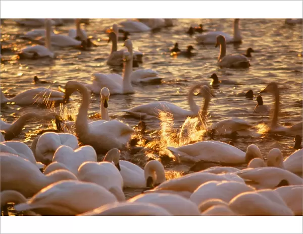 Whooper Swans and ducks being fed at Martin Mere in Lancashire UK