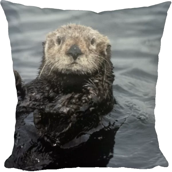 Sea otter (Enhydra lutris). USA, CA