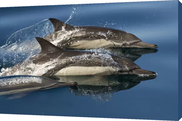 Common dolphin (delphinus delphis) Gulf of California. A trio of common dolphin