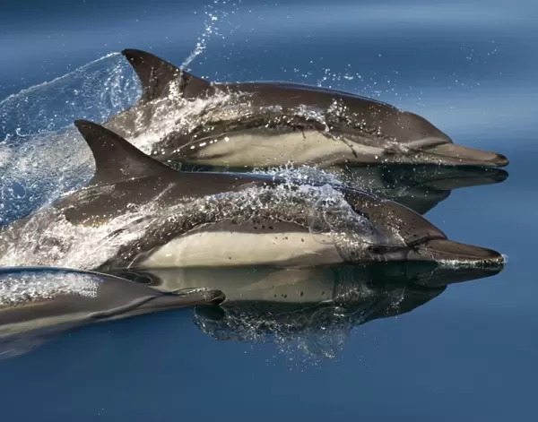 Common dolphin (delphinus delphis) Gulf of California. A trio of common dolphin