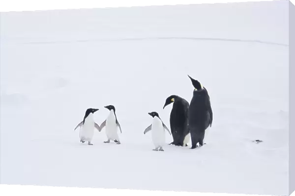 Adult emperor penguin pair (Aptenodytes forsteri) resting on ice floe with three Adelie penguins (Pygoscelis adeliae) nearby below the Antarctic circle on the western side of the Antarctic Peninsula