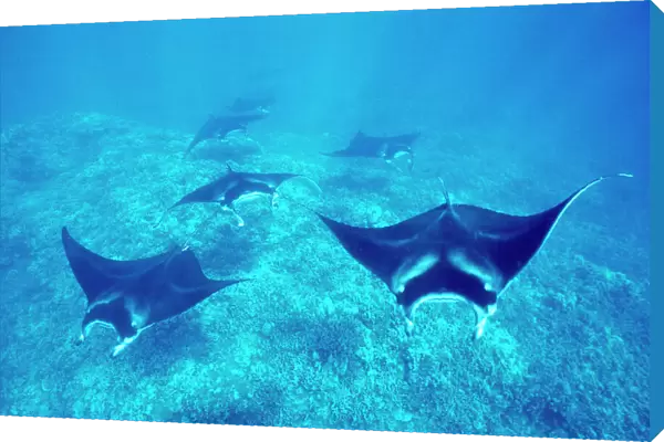 Pacific manta rays over reef in possible mating behavior. West Maui, Hawaii, USA