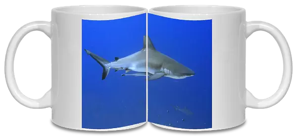 Grey reef shark, Carcharhinus amblyrhynchos, with remora, Echeneis naucrates, Blue corner, Palau (rr)