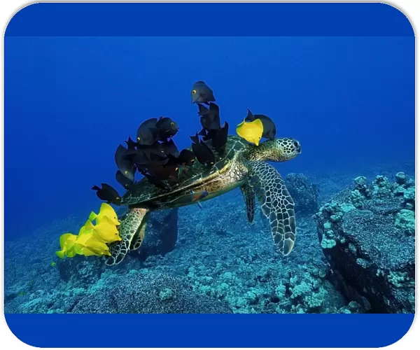 Green sea turtle, Chelonia mydas, gets cleaned by yellow tangs, Zebrasoma flavescens and lined bristletooth, Ctenochaetus striatus, Kailua-Kona, Hawaii, (N. Pacific)