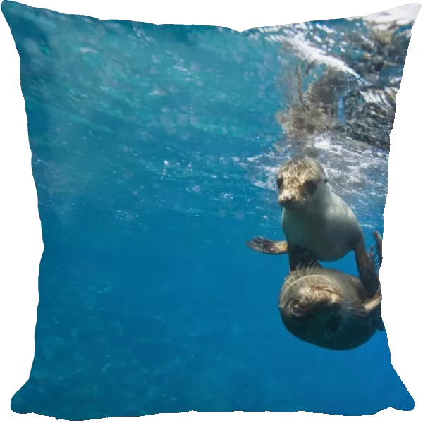 Galapagos sea lions (Zalophus wollebaeki) underwater at Champion Islet near Floreana Island in the Galapagos Island Archipeligo, Ecuador. Pacific Ocean. The majority of the Gal pagos Sea Lion population is protected, as the islands are a part of