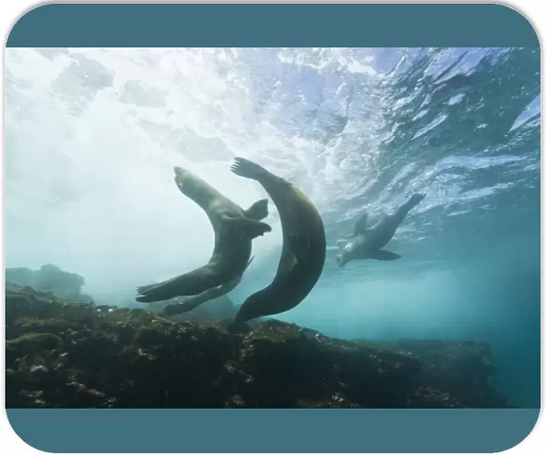 Curious Galapagos sea lions (Zalophus wollebaeki) underwater at the Guy Fawkes Islets near Santa Cruz Island in the Galapagos Island Archipeligo, Ecuador. Pacific Ocean. The majority of the Galapagos Sea Lion population is protected, as the islands