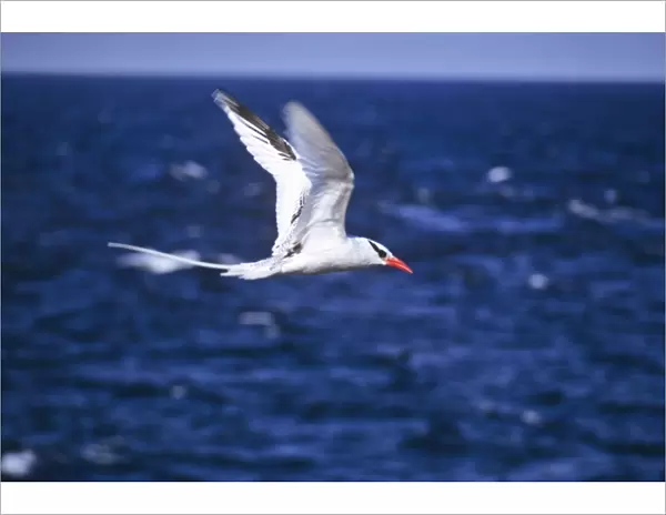 Tropicbird, red-billed, flying aganst the sea. Galapagos. (Phaethon aethereus). South Plaza Island, Galapagos