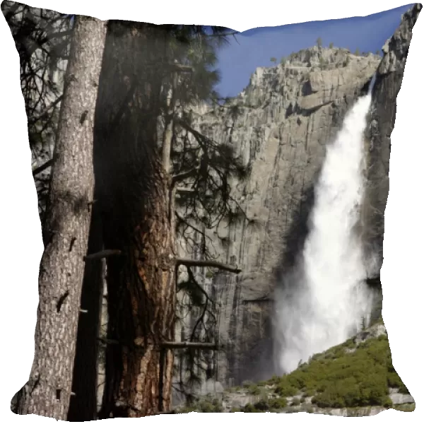 Upper Yosemite Falls framed by pine tree trunks. Yosemite National Park, California, USA