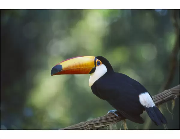 10129078. BIRDS Perched Small Toco Toucan in tree in the Brazilian rainforest