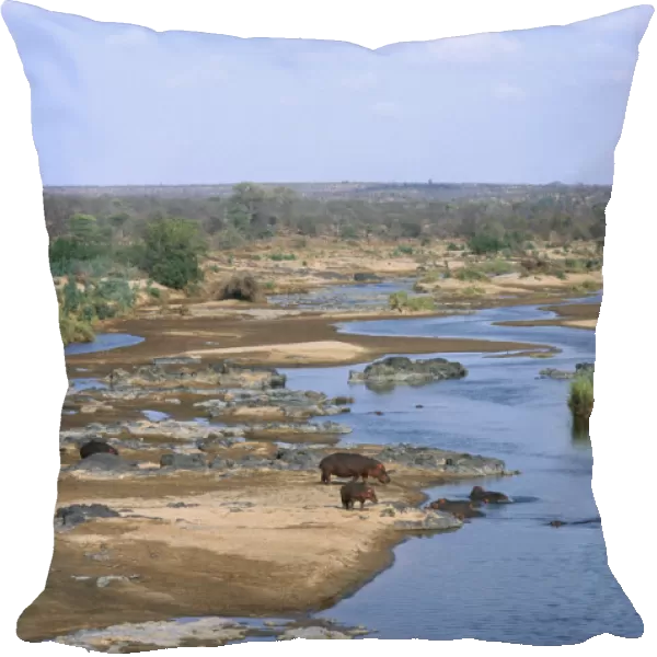 10094921. SOUTH AFRICA Kruger National Park Hippopotamus in Olifants River