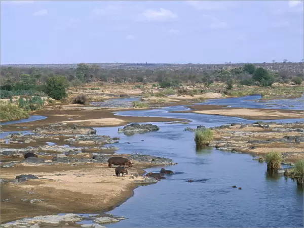 10094921. SOUTH AFRICA Kruger National Park Hippopotamus in Olifants River