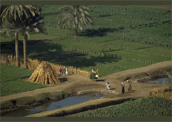 10009634. EGYPT Nile Valley Farming landscape beside the River Nile near El Minya Al Minya