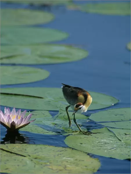 20032042. BOTSWANA Okavango Delta Lesser Jacana bird walking on lilly pads