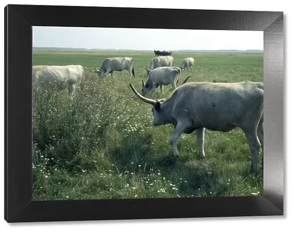 20057620. HUNGARY Great Hungarian Plain Ancient breed of longhorn Grey Steppe cattle